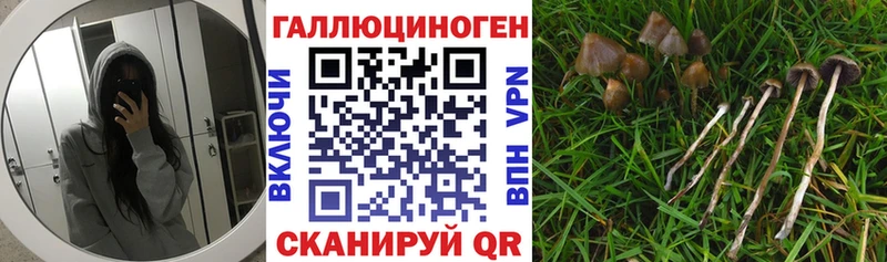 наркота  Избербаш  Галлюциногенные грибы GOLDEN TEACHER 